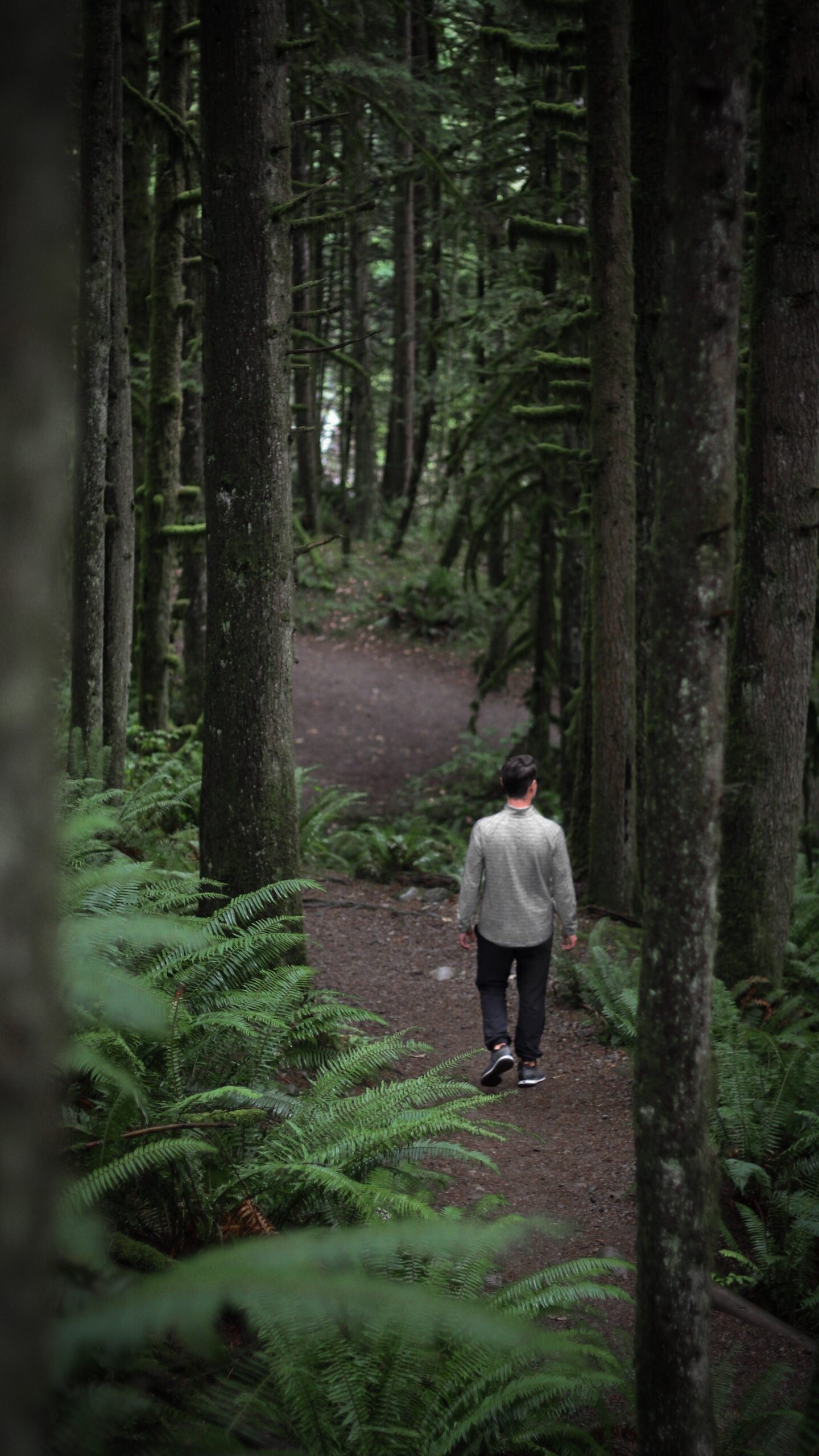 un homme vue de dos marche dans la forêt