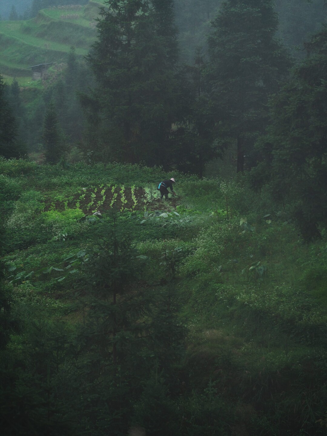 un centenaire cultivant son potager