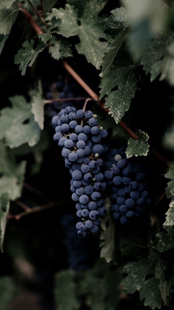 une grappe de raisins noirs